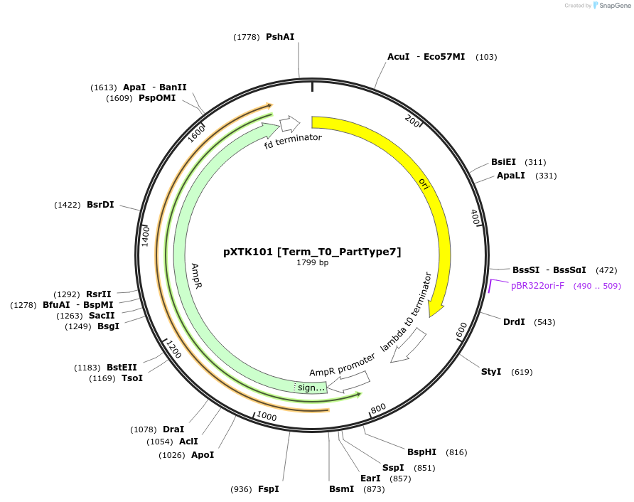 229338-plasmid-map-sequence-id-464821