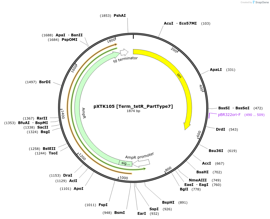 229342-plasmid-map-sequence-id-464825