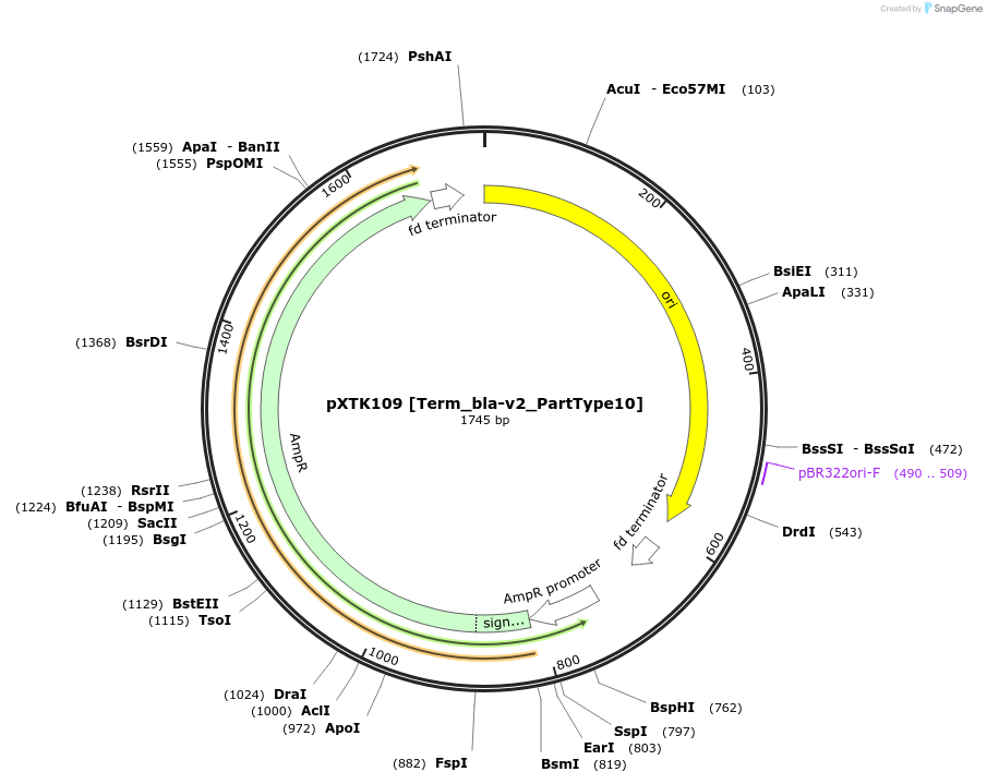 229346-plasmid-map-sequence-id-464829