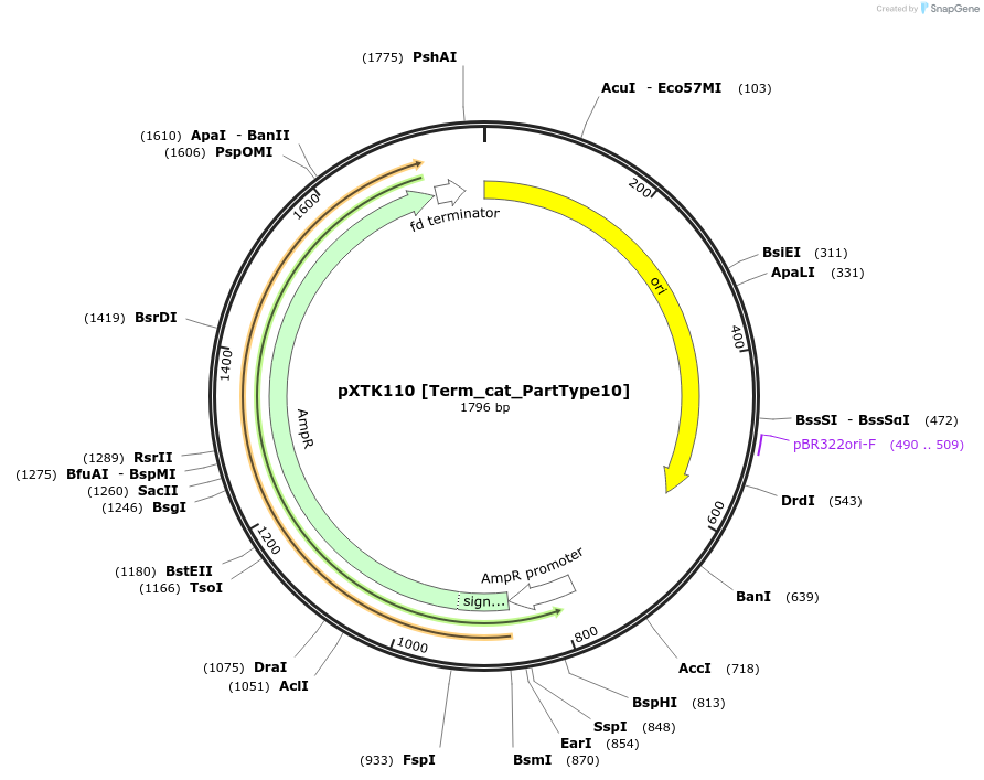 229347-plasmid-map-sequence-id-464830
