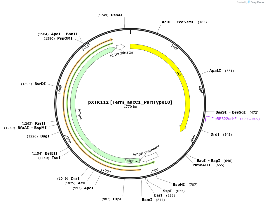 229349-plasmid-map-sequence-id-464832