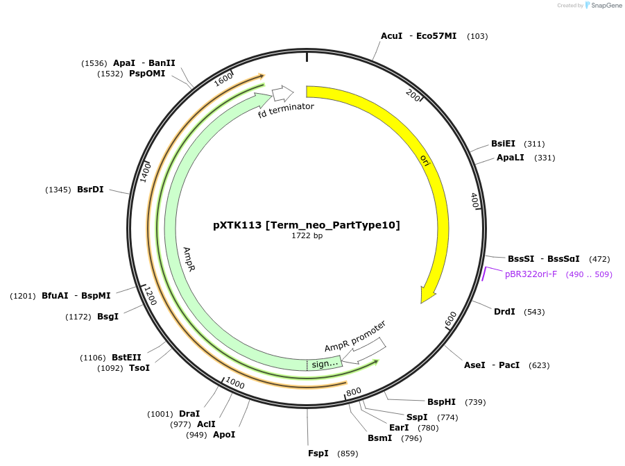 229350-plasmid-map-sequence-id-464833