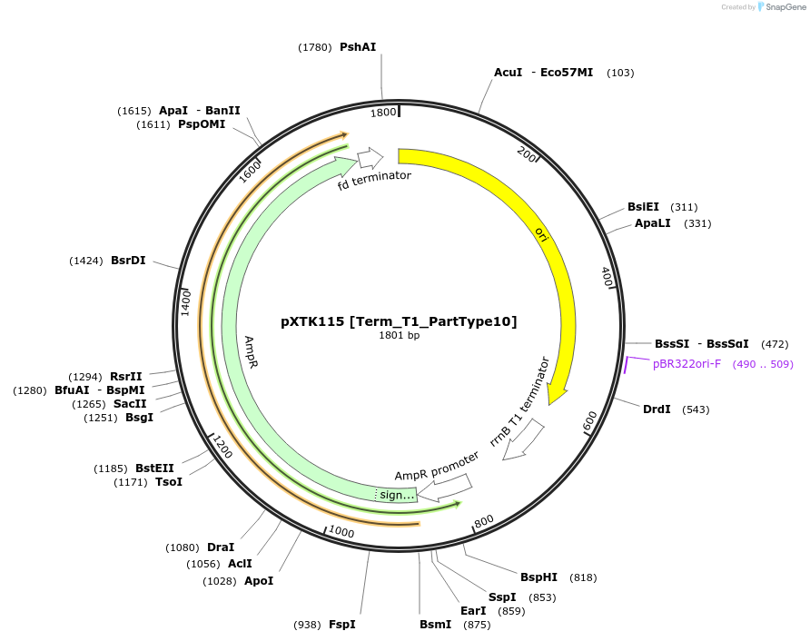 229352-plasmid-map-sequence-id-464835