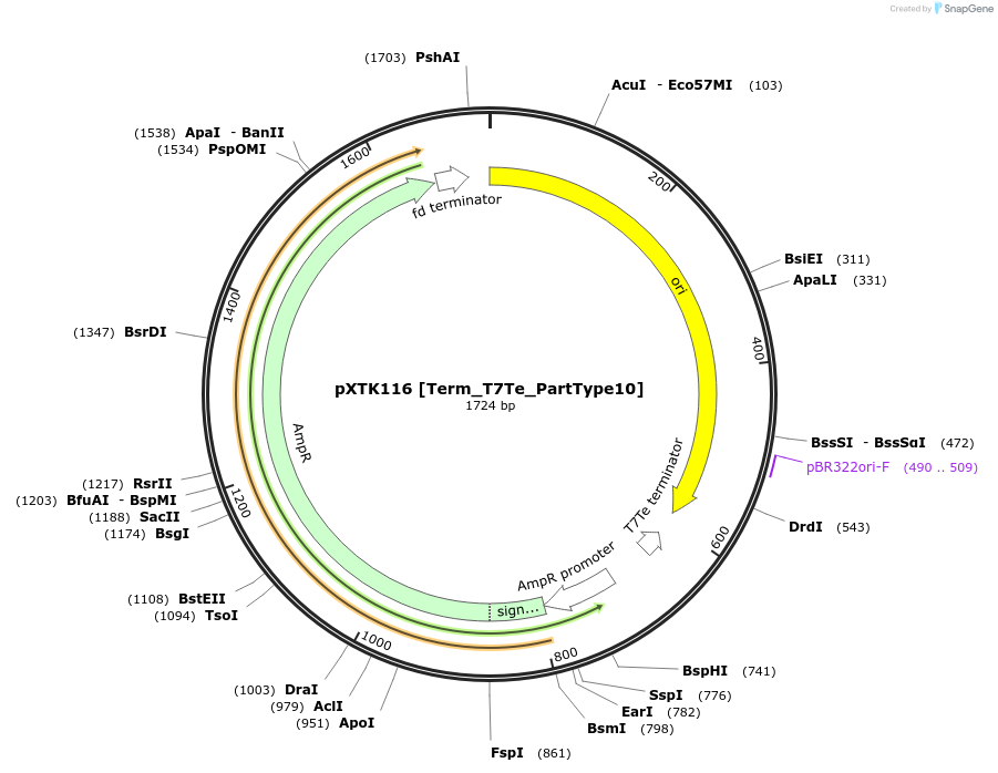 229353-plasmid-map-sequence-id-464836