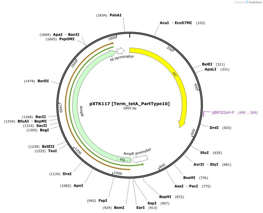 229354-plasmid-map-sequence-id-464837