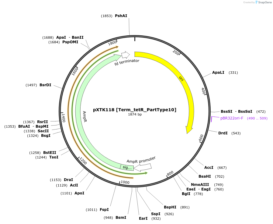 229355-plasmid-map-sequence-id-464838
