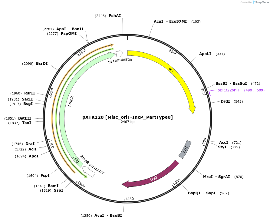 229357-plasmid-map-sequence-id-464840