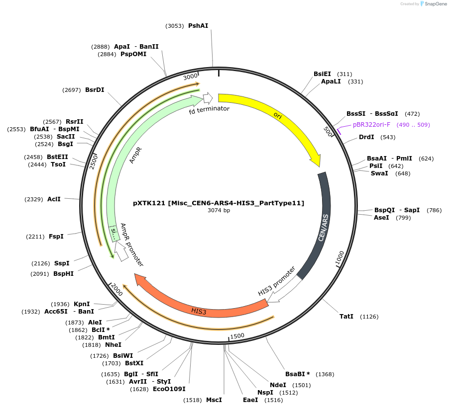 229358-plasmid-map-sequence-id-464841