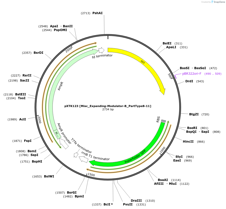 229360-plasmid-map-sequence-id-464843