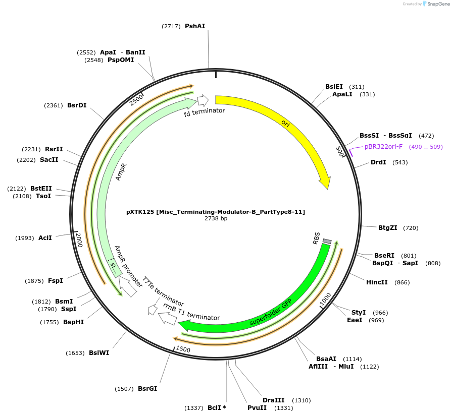 229362-plasmid-map-sequence-id-464845
