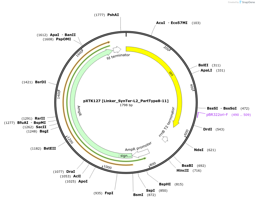229364-plasmid-map-sequence-id-464846