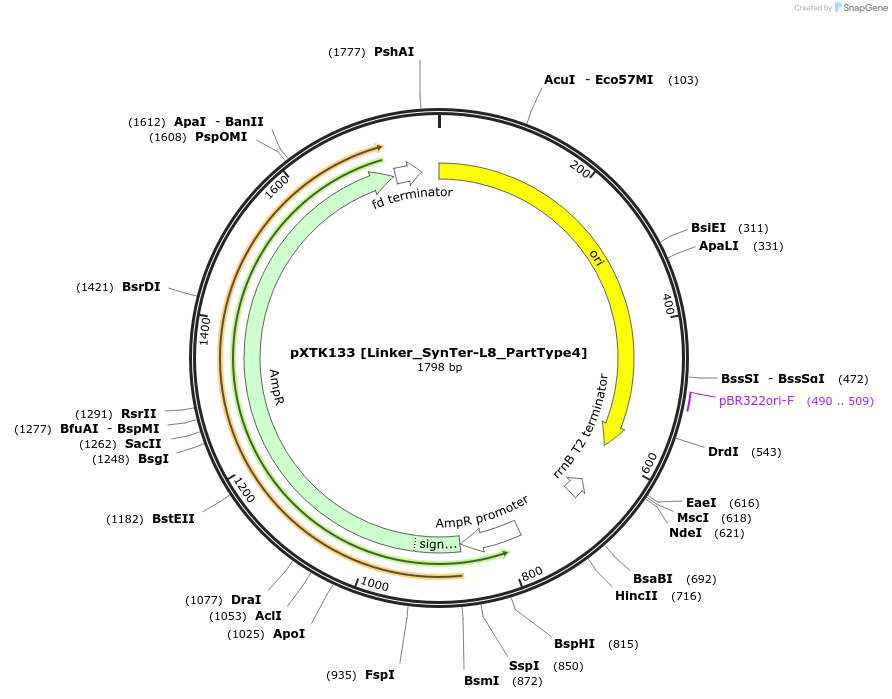 229370-plasmid-map-sequence-id-464852