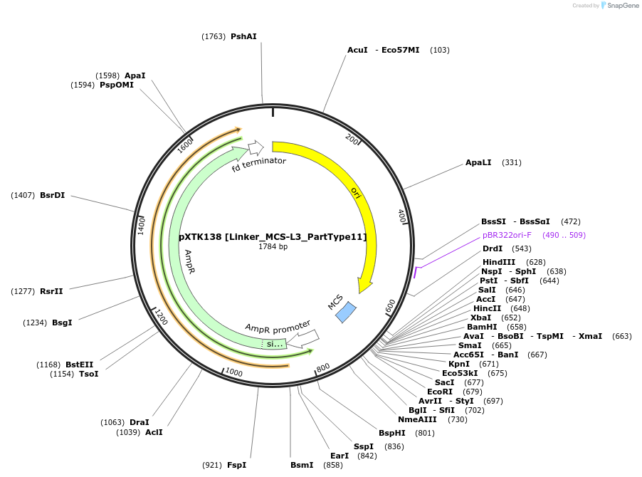 229375-plasmid-map-sequence-id-464857