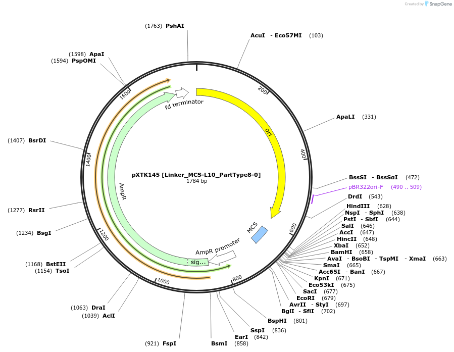 229382-plasmid-map-sequence-id-464864