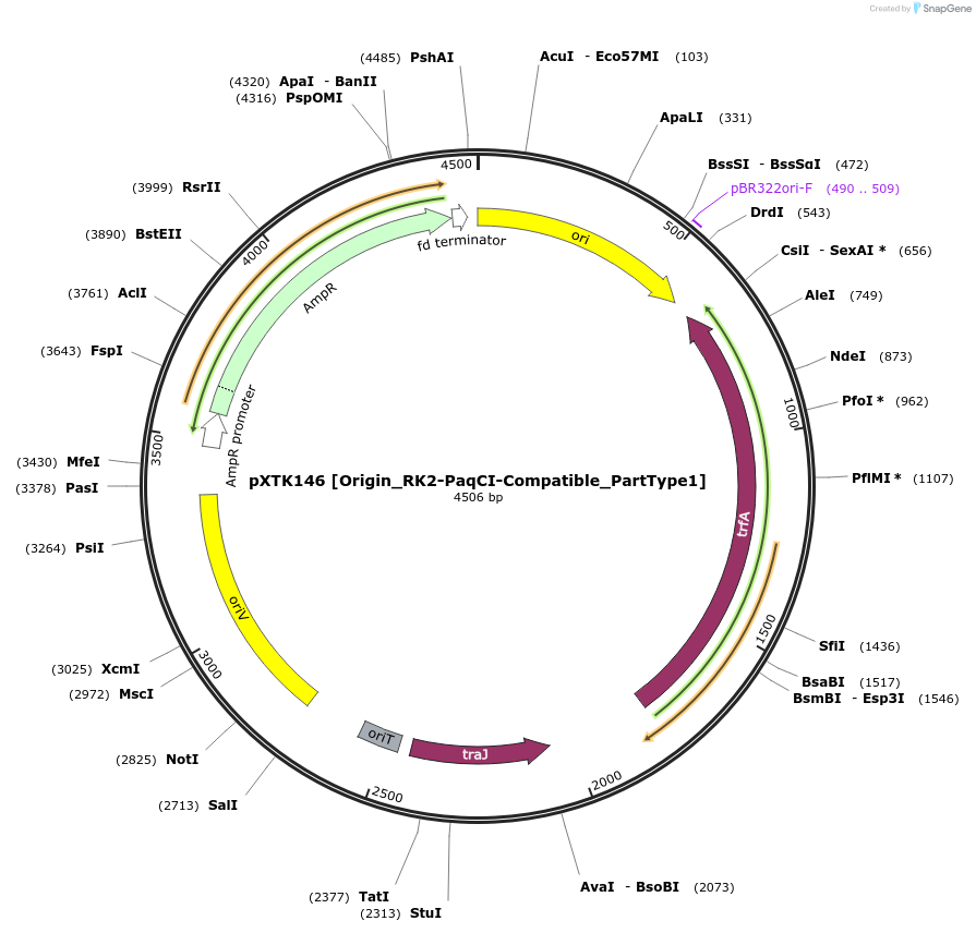 229383-plasmid-map-sequence-id-464865