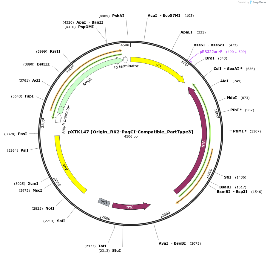 229384-plasmid-map-sequence-id-464866