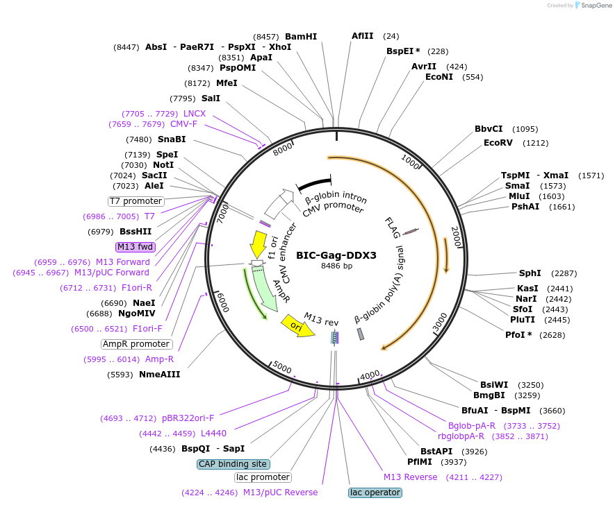 233687-plasmid-map-sequence-id-464903