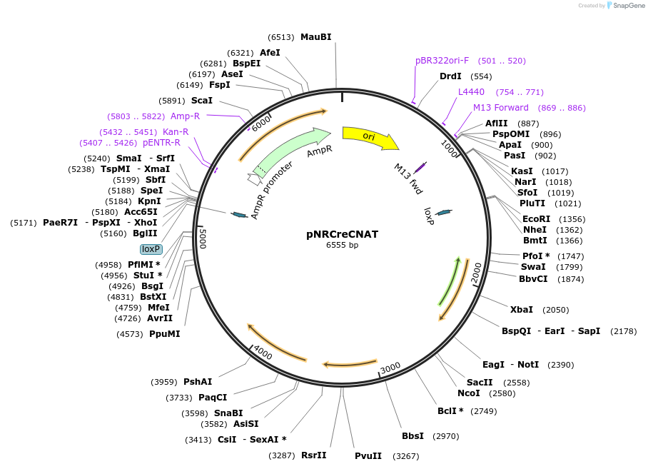 234430-plasmid-map-sequence-id-464904