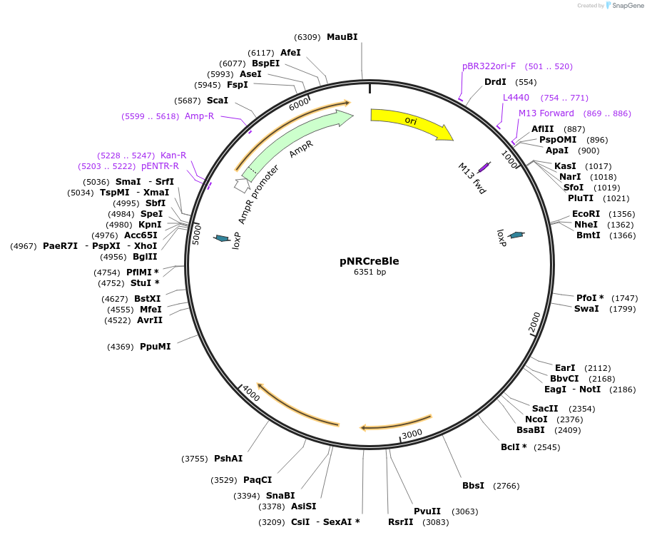 234431-plasmid-map-sequence-id-464905