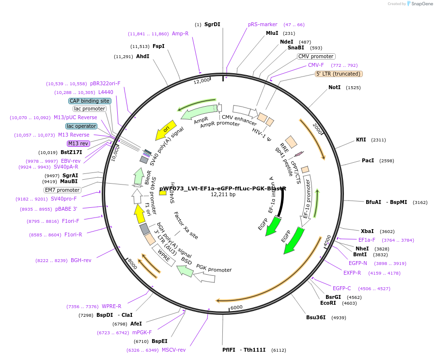 233447-plasmid-map-sequence-id-464911