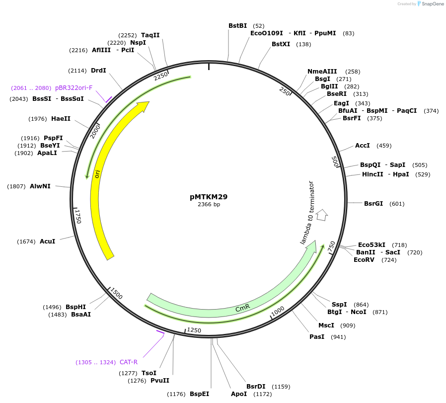 233501-plasmid-map-sequence-id-464916
