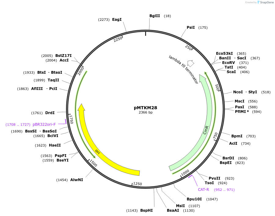 233500-plasmid-map-sequence-id-464919