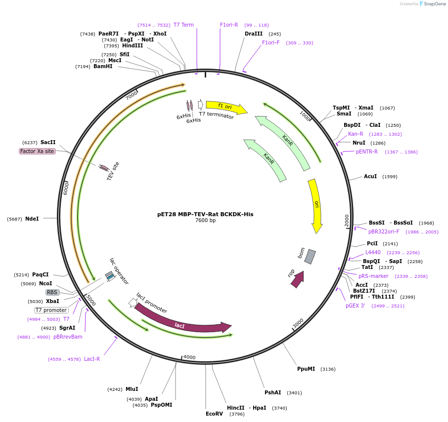232119-plasmid-map-sequence-id-464923