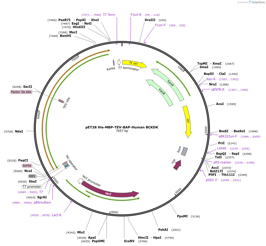 232116-plasmid-map-sequence-id-464924
