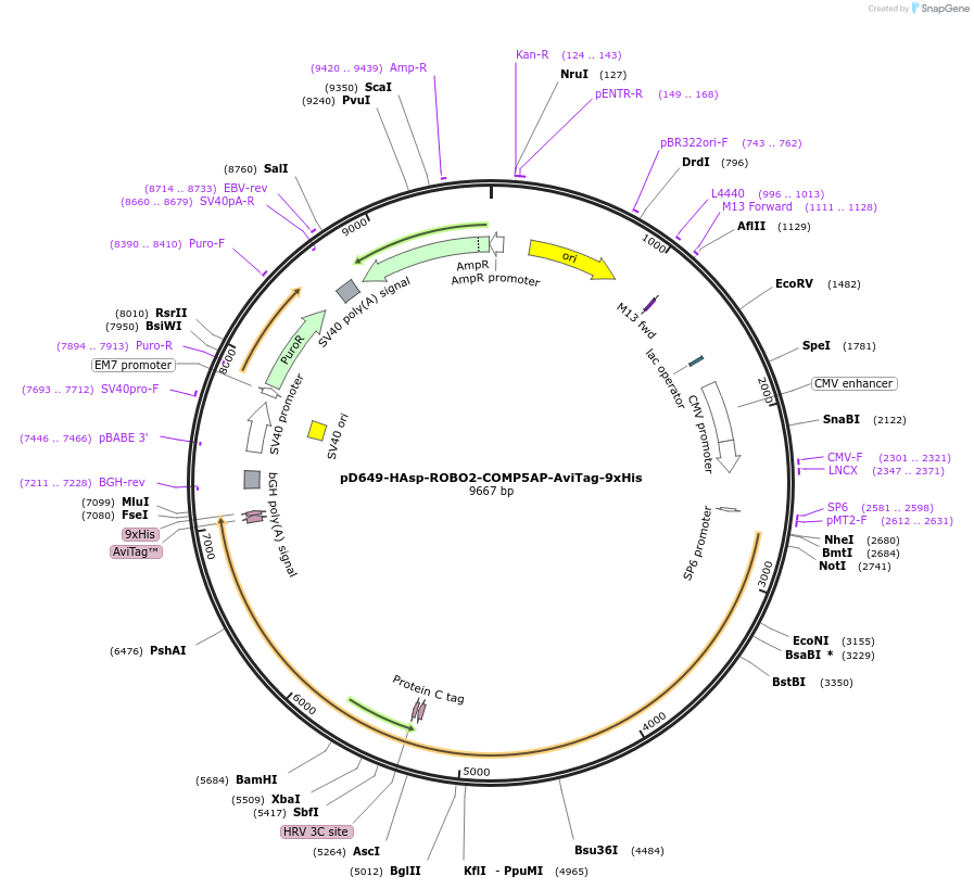 157555-plasmid-map-sequence-id-464925