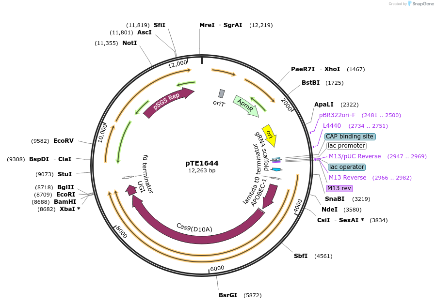 219651-plasmid-map-sequence-id-464938