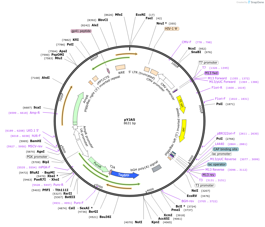 217778-plasmid-map-sequence-id-464940