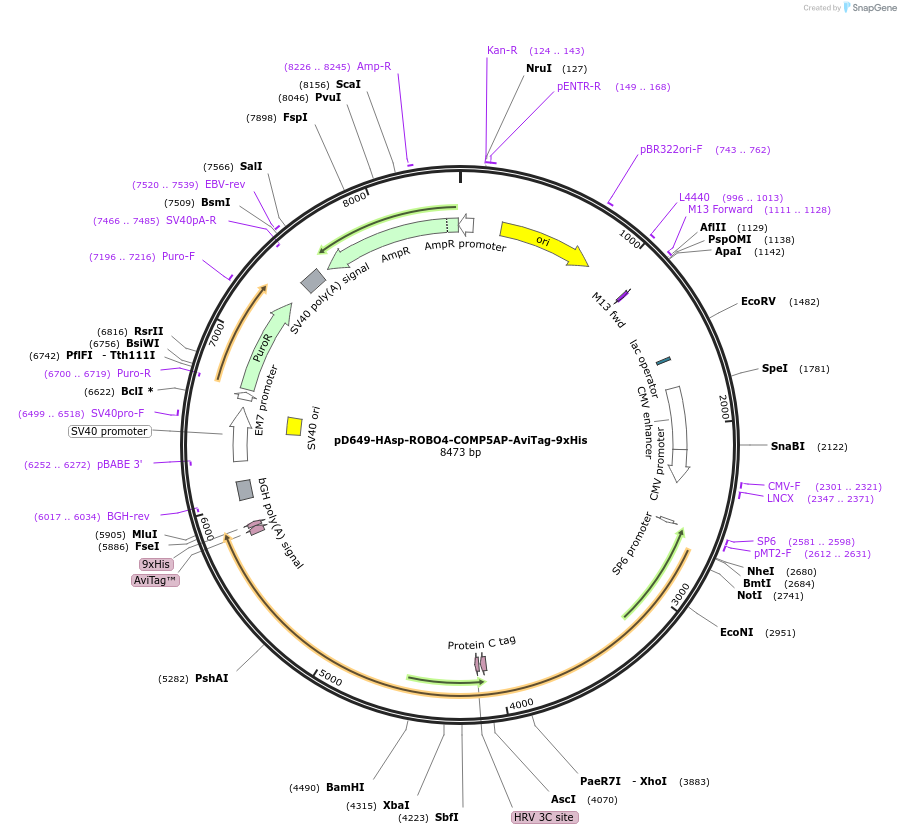 157428-plasmid-map-sequence-id-464944
