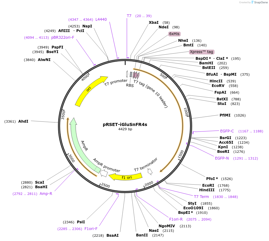 234443-plasmid-map-sequence-id-464951