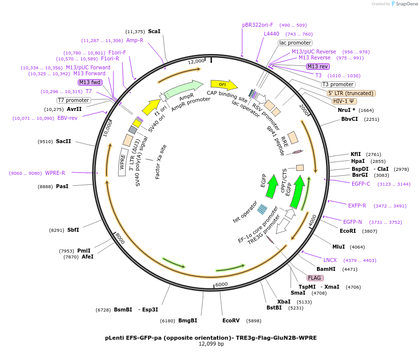 233047-plasmid-map-sequence-id-464952