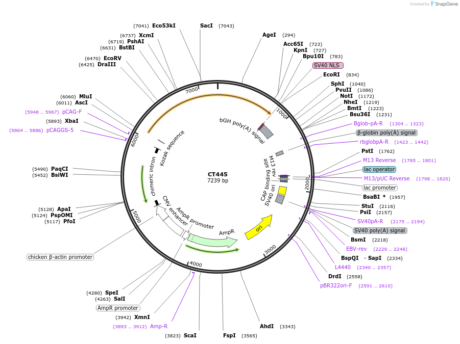 233668-plasmid-map-sequence-id-464963