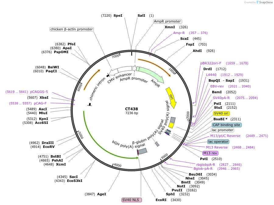 233666-plasmid-map-sequence-id-464996