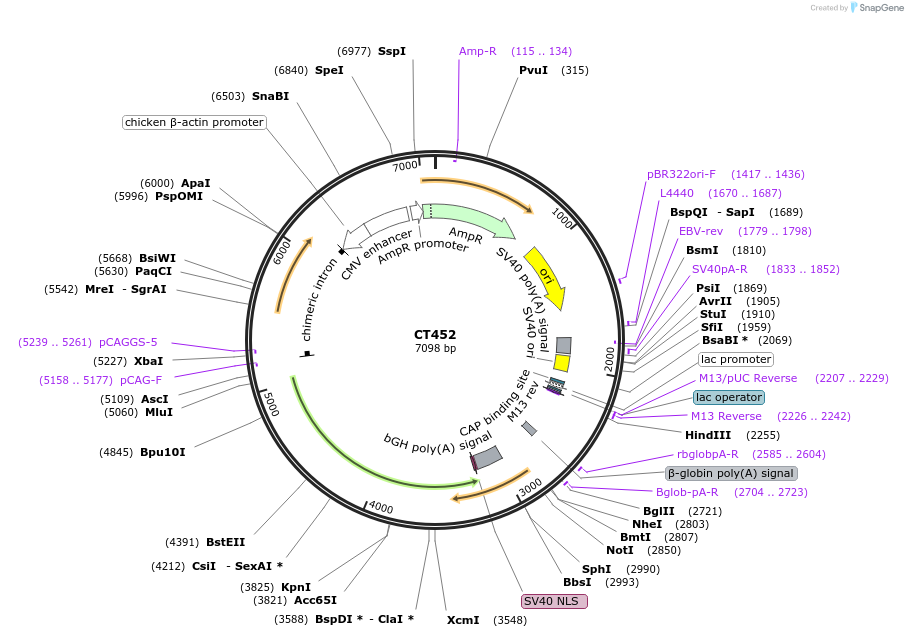 233665-plasmid-map-sequence-id-464997