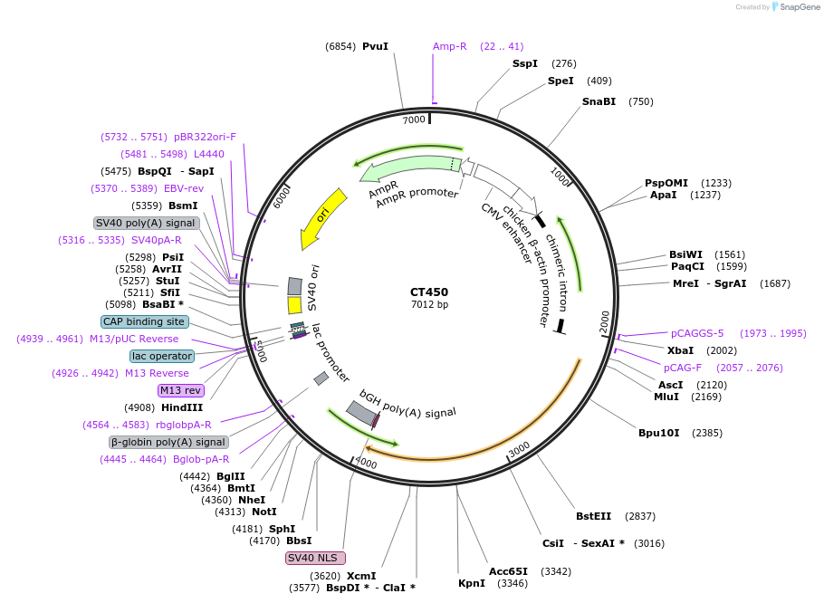 233667-plasmid-map-sequence-id-465000