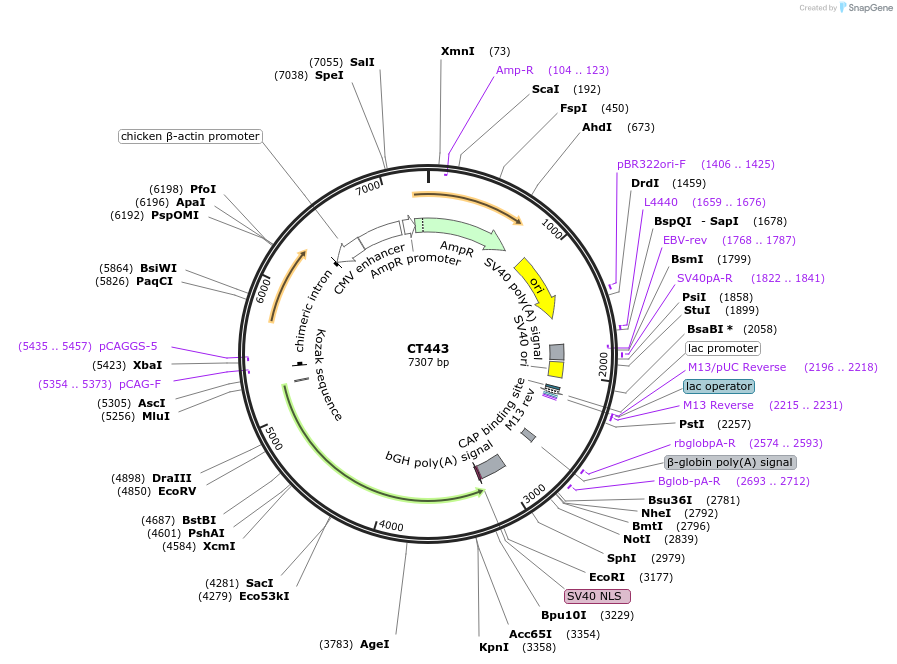 233664-plasmid-map-sequence-id-465001