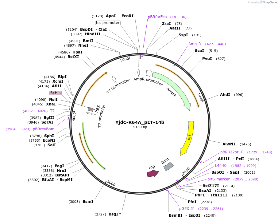 233263-plasmid-map-sequence-id-465018