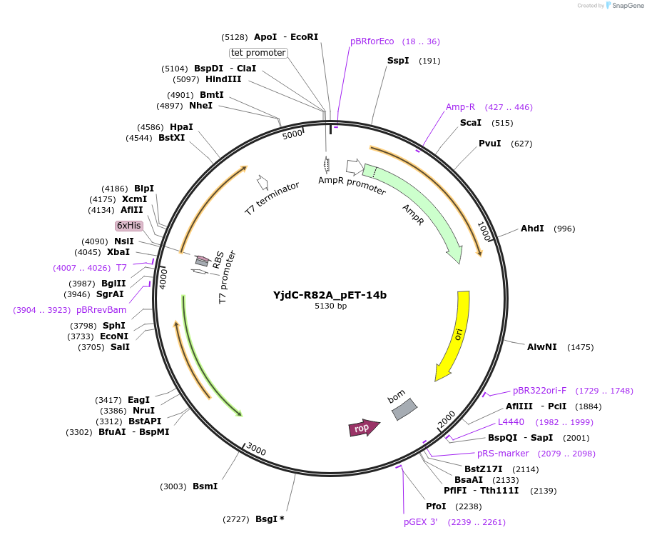 233276-plasmid-map-sequence-id-465020