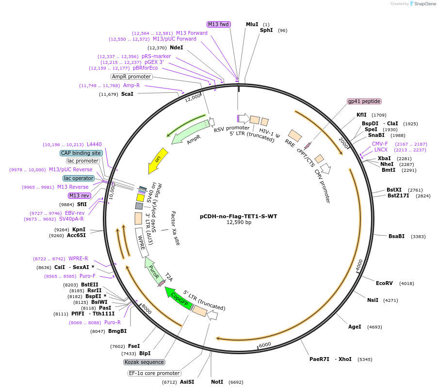 232941-plasmid-map-sequence-id-465023