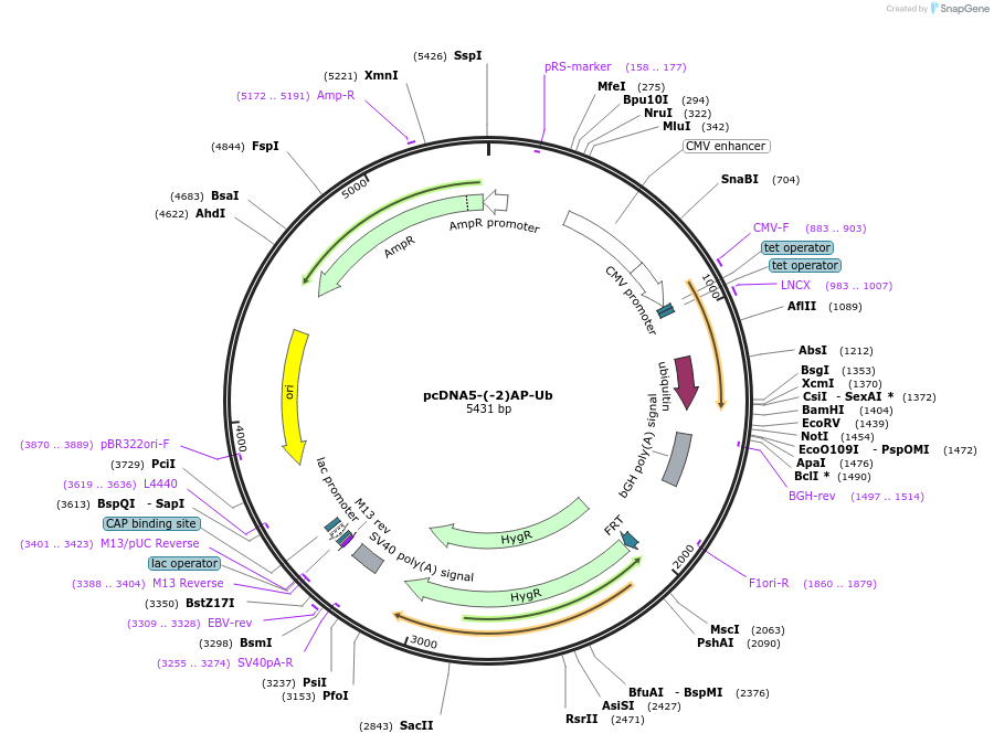232582-plasmid-map-sequence-id-465034