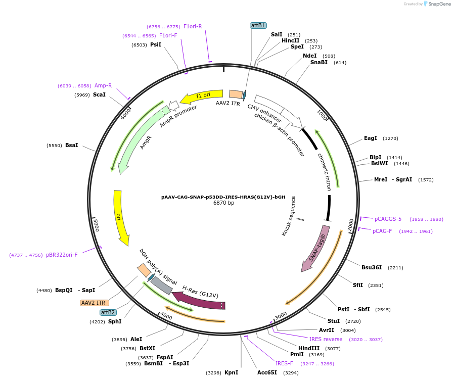 233204-plasmid-map-sequence-id-465057