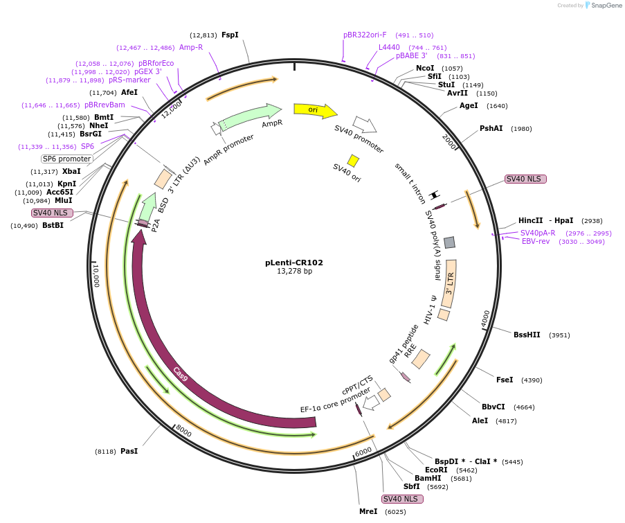 234043-plasmid-map-sequence-id-465066