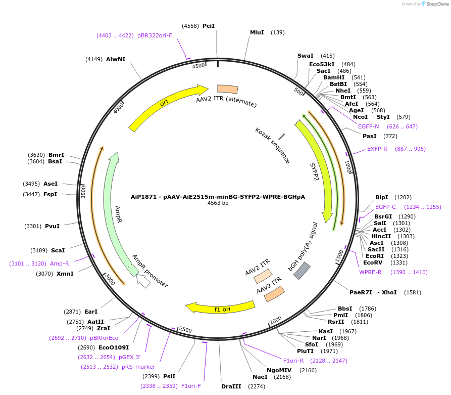 220677-plasmid-map-sequence-id-465215