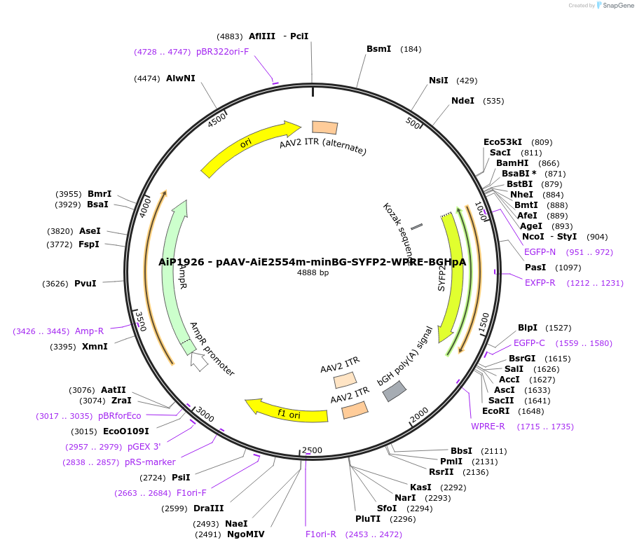 220681-plasmid-map-sequence-id-465216