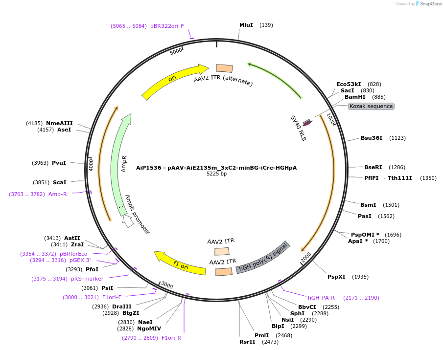 220708-plasmid-map-sequence-id-465228
