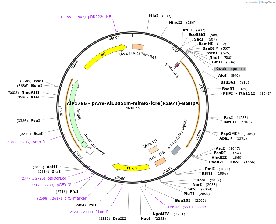 220711-plasmid-map-sequence-id-465229