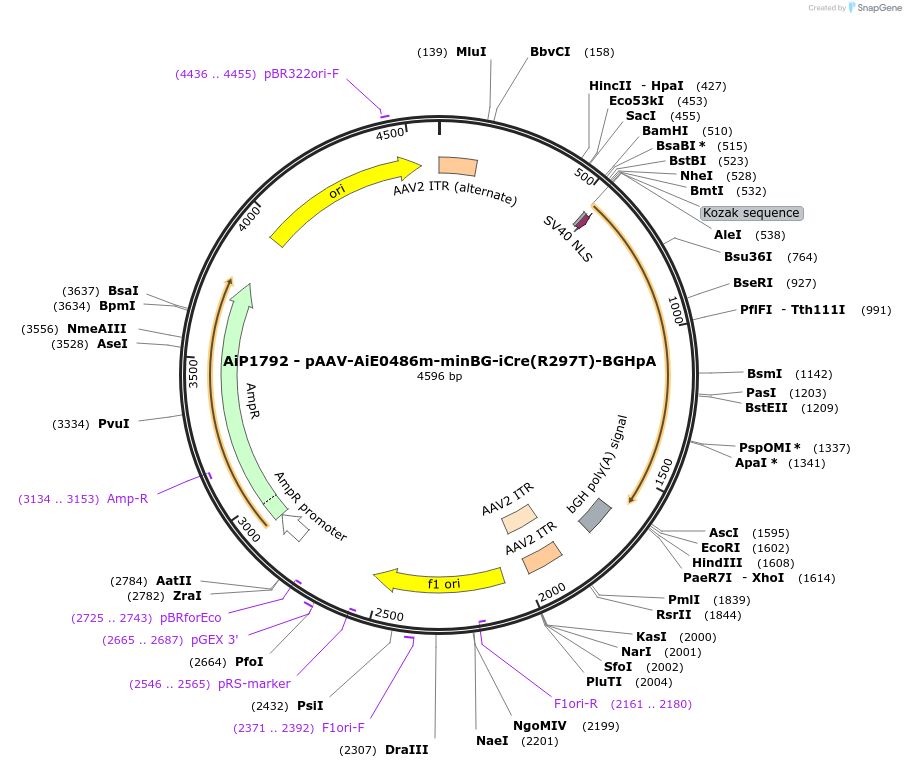 220714-plasmid-map-sequence-id-465233